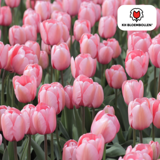 Tulip bulbs Apricot Delight, Color Light Salmon-Pink, Apricot shades, Elegant Tulip, For Garden or Pot, 1 bag of 20 pieces