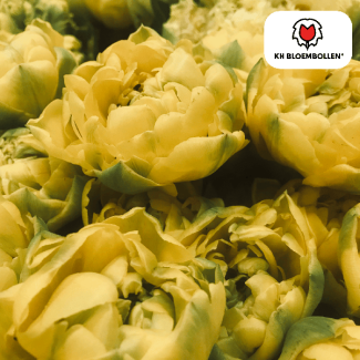 Tulip bulbs Avant Garde, Color Yellow, Double-flowered Tulip, For Garden or Pot, 1 bag of 20 pieces