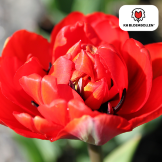 Tulip bulbs Bombastic Red, Color Red, Peony Tulip, For Garden or Pot, 1 bag of 20 pieces