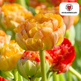Tulip bulbs Gudoshnik Double, Color Yellow - Orange - Red, Double-flowered Tulip, For Garden or Pot, 1 bag of 20 pieces