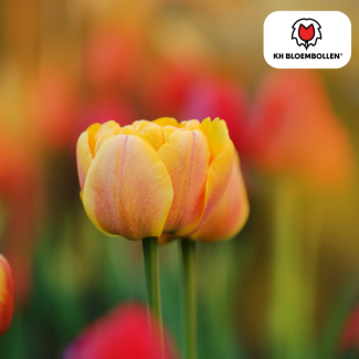 Tulip bulbs Icon, Color Salmon Pink, Light Orange, Double Flower Tulip, For Garden or Pot, 1 bag of 20 pieces