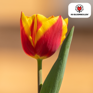 Tulip bulbs Jan Seignette, Color Red, Yellow, For Garden or Pot, 1 bag of 20 pieces