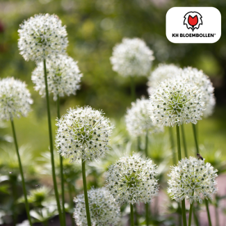 The Ornamental Onion, Round Flower, Color White, pack of 5 pieces, Allium White Giant bulbs