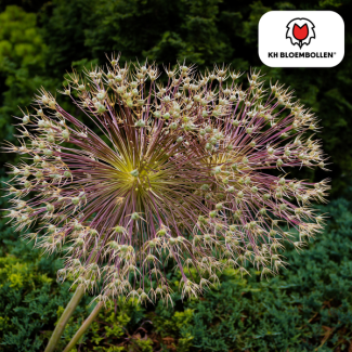 Special Ornamental Onion, Also known as Firework Allium, Bulbous with Star-shaped Flowers, Color Metallic Purple Flowers, bag of 5 pieces, Allium Schubertii