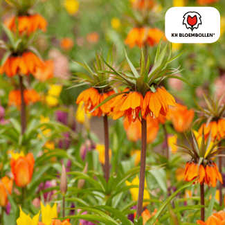 The Emperor's Crown, The Garland Star, Color Orange Red, bag of 5 pieces, Fritillaria/Emperor's Crown bulbs