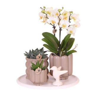 Butterfly Orchid Lausanne + Succulents in Beige Pots on Tray