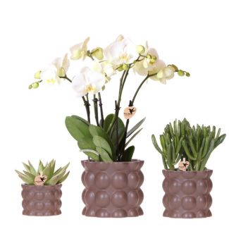 Butterfly Orchid Ghent + succulents in Sand Color Decorative Pot