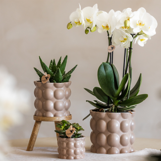 Beautiful Plant Set Cotton Sand, Consisting of White Butterfly Orchid Ghent Ø12cm, Green Plants in pot size 9cm and pot size 6cm, Wooden Plant Stand, Flowering Houseplant