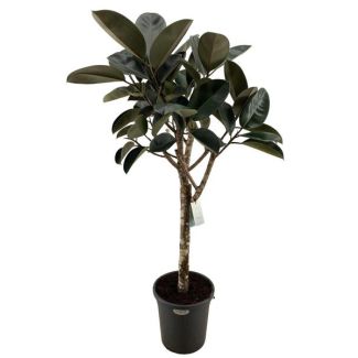 Rubber plant