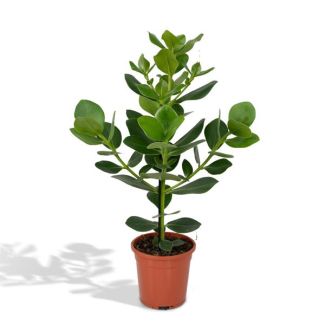 Indoor Pig Tree | Clusia rosea Princess | Autograph Tree -  ↕60cm - Ø17cm