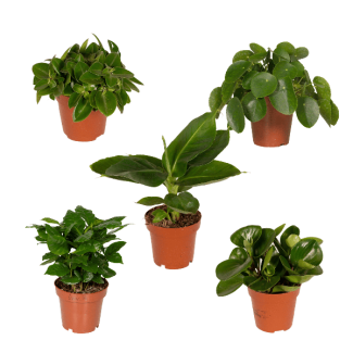Combo Deal 5 Green Plants