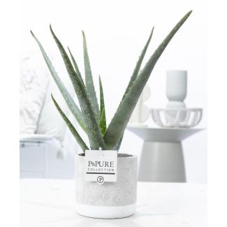 Aloe Vera in P&Pure Collection Jade Ceramics, Ø12cm - ↕40cm
