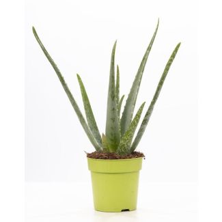 Aloe Vera in P&Pure Collection Pot, Ø12cm - ↕40cm
