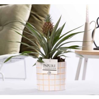 Pineapple plant in In P&PURE Tirza Ceramics