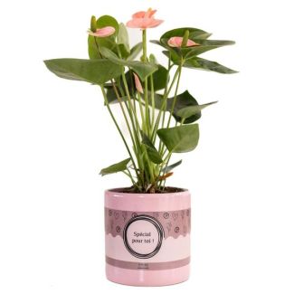 Gift Tip! Flamingo plant in Special Pour Toi Packaging, Ø12cm - ↕45cm, Anthurium Pink (Spirit)