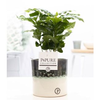 The Coffee Plant, Coffea Arabica In P&PURE Illusion - Ø12cm - ↕20cm