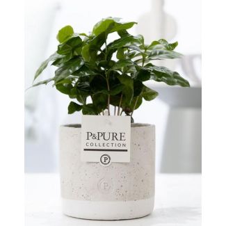 The Coffee Plant, Coffea Arabica In P&PURE Jade Ceramics - Ø12cm - ↕20cm