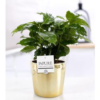 The Coffee Plant, Coffea Arabica, Shiny Gold Pot, P&PURE Laryssa Series, Ø12cm - ↕20cm