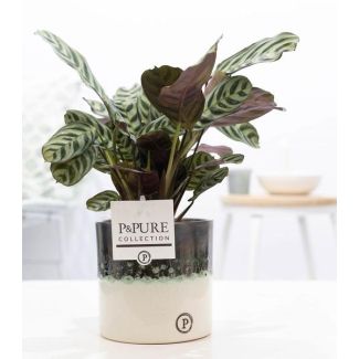 The Fishbone Plant, Prayer Plant, Ctenanthe Burle-Marxii, Glossy Luxury Ceramic Pot Series P&PURE Illusion Ceramics, Ø12cm - ↕25cm