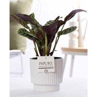 The Fishbone Plant, Prayer Plant, Ctenanthe Burle-Marxii, Shiny White Ceramic Pot Series P&PURE Ivy Ceramics, Ø12cm - ↕25cm