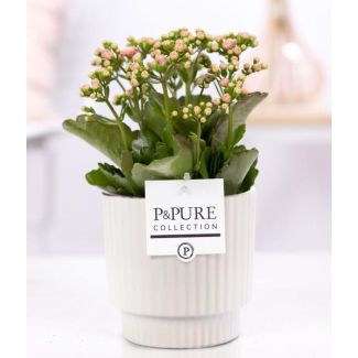 Kalanchoe, Color Flower Pink, Glossy White Pot from the P&PURE, Ivy Ceramics Series, Ø12 cm – Height 27 cm