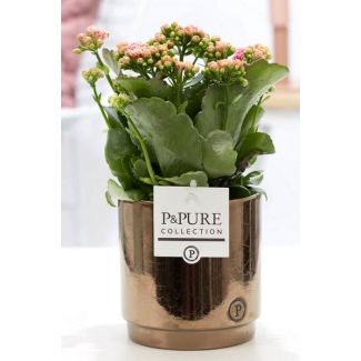 Kalanchoe, Color Flower Pink, GoldBronze Pot from the P&PURE Juliette Ceramics Series, Ø12 cm – Height 27 cm