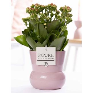 Kalanchoe, Color Flower Pink, pink Pot from the P&PURE Maxima Series, Ø12 cm – Height 27 cm