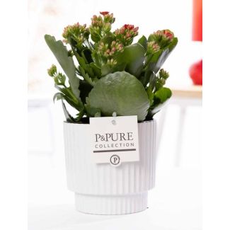 Kalanchoe, Color Flower Red, Glossy White Pot from the P&PURE, Ivy Ceramics Series, Ø12 cm – Height 27 cm