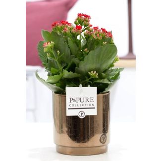 Kalanchoe, Color Flower Red, GoldBronze Pot from the P&PURE, Juliette Ceramics Series, Ø12 cm – Height 27 cm