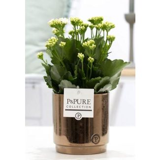 Kalanchoe, Color Flower White, GoldBronze Pot from the P&PURE, Juliette Ceramics Series, Ø12 cm – Height 27 cm