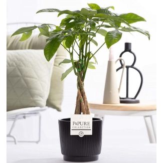 The Money Tree, The Water Cacao, Pachira Aquatica in P&PURE Ceramics Liv, Ø12 cm ↕45 cm