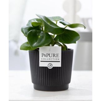 Peperomia Raindrop in Matte Black Ceramic Pot, P&PURE Liv Ceramics, Luxury Houseplant – Fresh, Strong & Timeless, Ø12cm - ↕25cm