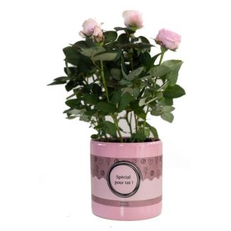 Special For You Rose Plant, Light Pink Rose, Ø12cm - ↕30cm, Beautiful Gift for Any Occasion