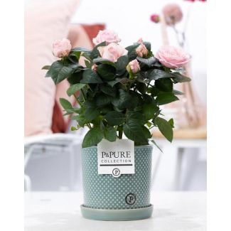 Light Pink Room Rose, Stylish Pink Pot P&PURE Lauren Ceramics, Ø12 cm – Height 30 cm
