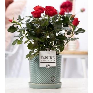 Red Room Rose, Stylish White Pot P&PURE Lauren Ceramics, Ø12 cm – Height 30 cm