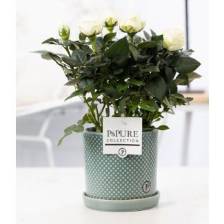 White Room Rose, Stylish Pot P&PURE Lauren Ceramics, Ø12 cm – Height 30 cm