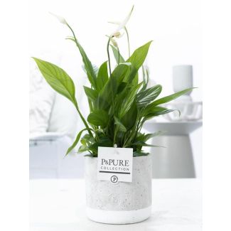 The Spoon Plant, White Flowers, in GoldBronze Pot, P&PURE Jade Ceramics Series, Spathiphyllum, Ø12cm - ↕35cm