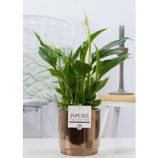 The Spoon Plant, White Flowers, in GoldBronze Pot, P&PURE Juliette Ceramics Series, Spathiphyllum, Ø12cm - ↕35cm