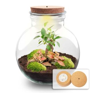Gift Tip! DIY Plant Terrarium (with lighting), Teddy Bonsai with LED Cork, Ø25cm, ↑ 26.5cm, Self-Sustaining Ecosystem, Complete Set with Plants and Mosses without Tools, Low Maintenance, Eye-Catcher