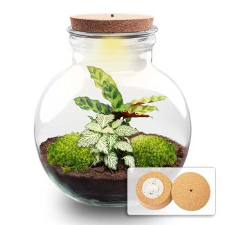 Gift Tip! DIY Plant Terrarium (with lighting), Teddy with LED Cork, Ø25cm, ↑ 26.5cm, Self-sustaining Ecosystem, Complete Set with Plants and Mosses without Tools, Low Maintenance, Eye-catcher