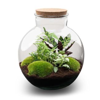Gift Tip! DIY Plant Terrarium (with lighting), Bolder Bob with Cork, Ø31cm, ↑ 30cm, Self-Sustaining Ecosystem, Complete Set with Plants and Mosses without Tools, Low Maintenance, Eye-Catcher