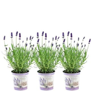 Lavender in Decorative Pot, 3 Pieces, Color Purple-Blue, Patio Plants, Lavandula angustifolia Felice® - Ø12 cm - ↕25 cm