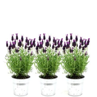 The Crested Lavender in Decorative Pot, 3 Pieces, Color Lilac/Purple, Garden Plants, Terrace Plants, Balcony Plants, Lavandula stoechas Anouk® in Old Look Decorative Pot - 13 cm pot - French Lavenders in Decorative Pot