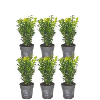 6 Pieces of Buxus = 1 meter Hedge