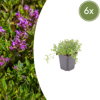 6 Pieces, Thyme, Ground Cover, Evergreen, Thymus Serpyllum - ↕10-25cm - Ø9cm