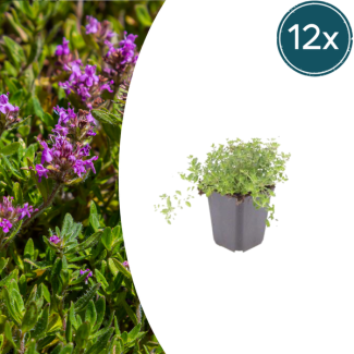 12 Pieces, Thyme, Ground Cover, Evergreen, Thymus Serpyllum - ↕10-25cm - Ø9cm