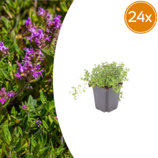 24 Pieces, Thyme, Ground Cover, Evergreen, Thymus Serpyllum - ↕10-25cm - Ø9cm
