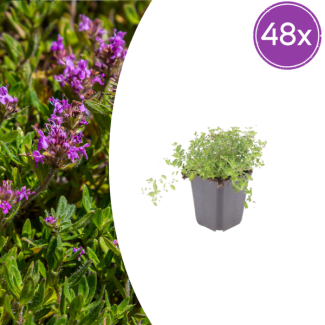 48 Pieces, Thyme, Ground Cover, Evergreen, Thymus Serpyllum - ↕10-25cm - Ø9cm