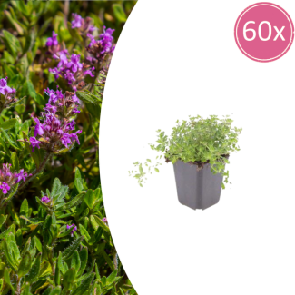60 Pieces, Creeping Thyme, Low-growing Ground Cover, Thymus serpyllum, Ø9 cm ↕10–25 cm