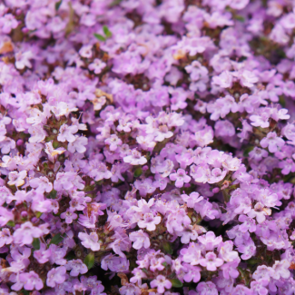 60 Pieces Creeping Thyme Purple Beauty